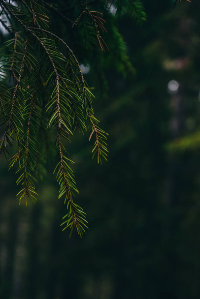 Pine trees in close up - Zdjęcie, obraz