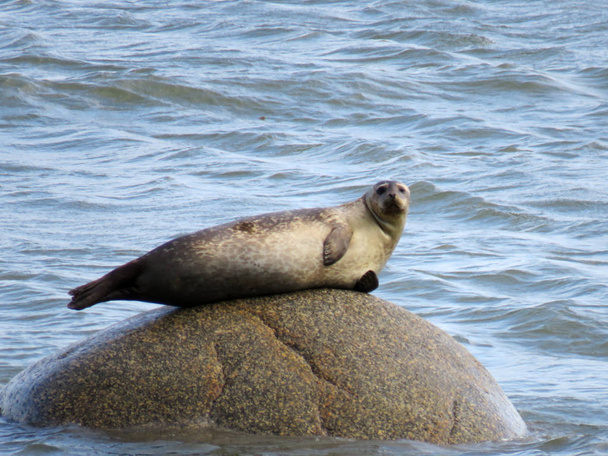 Una foca relajándose en una roca en medio del agua
 - Foto, Imagen