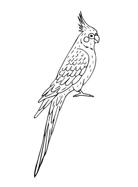 Vector hand drawn doodle corella cockatiel parrot - Vektor, obrázek