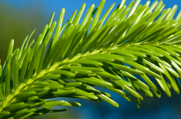 Pine tree branch - Foto, Imagen