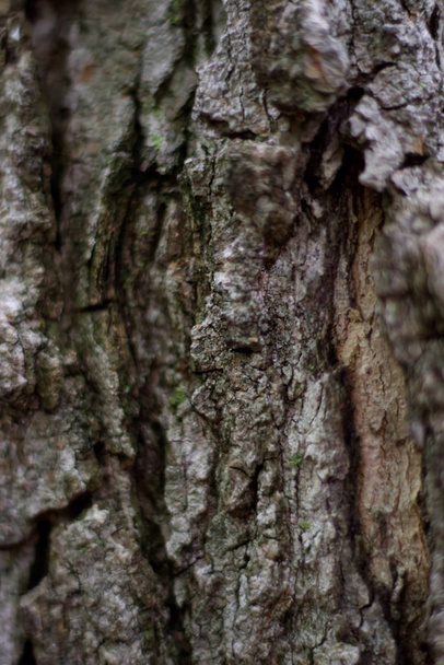 Close-up of a tree bark - Photo, Image