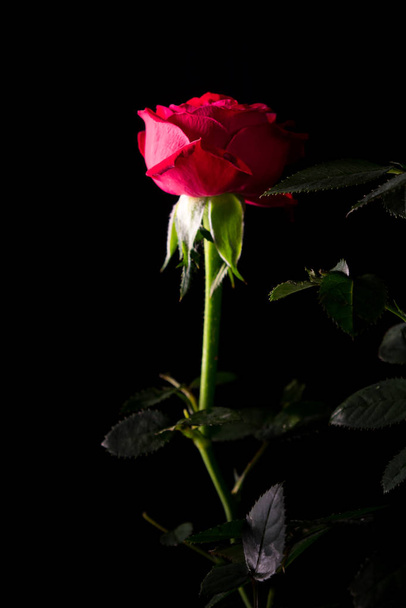 beautiful rose close up on a black background - Photo, Image
