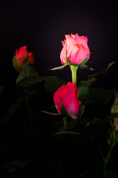 bouquet of beautiful rose close-up on a black background - Foto, Bild