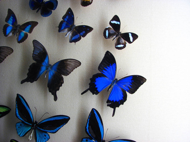Várias borboletas azuis conservadas em uma instalação do museu
 - Foto, Imagem