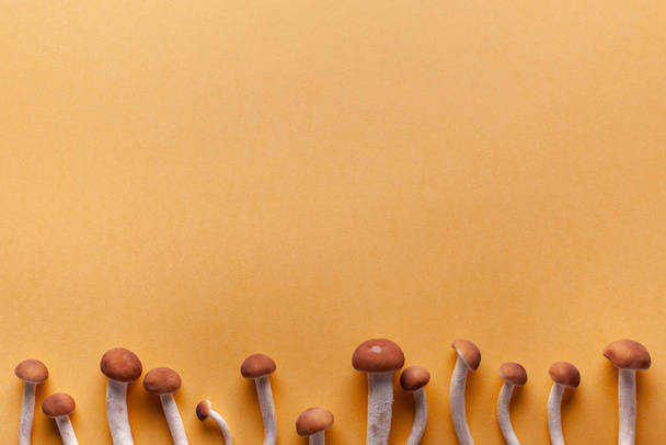 Cute little honey mushrooms grow from the edge of the background. - Photo, Image