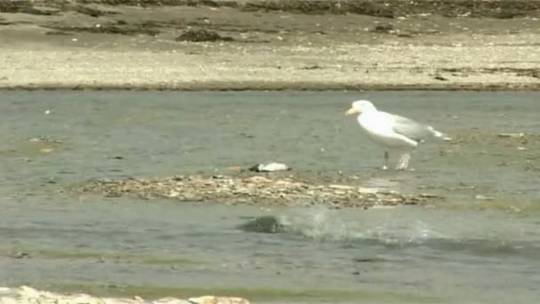 Seagulls and fish - Footage, Video