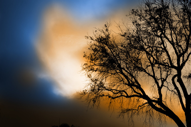 strašidelný strom - Fotografie, Obrázek