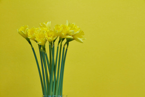黄色の背景に黄色の水仙の花の花束、グリーティングカードやコンセプト - 写真・画像