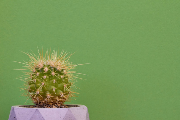 Clay pot with prickly cactus stands on a wooden table on a green background - 写真・画像