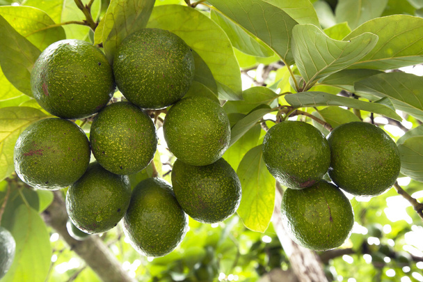 Авокадо на ферме
 - Фото, изображение
