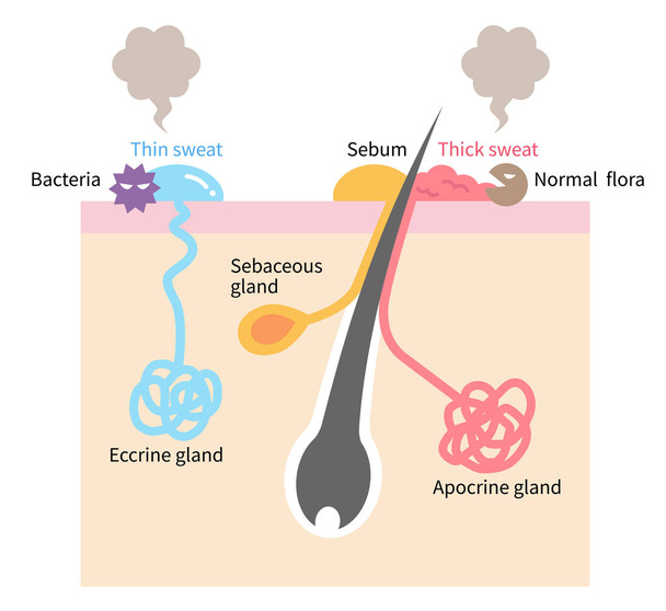 sudoración y olor corporal son causados por las glándulas sudoríparas en el cuerpo humano. Ilustración del concepto de asistencia sanitaria para uso médico y sanitario
 - Vector, imagen