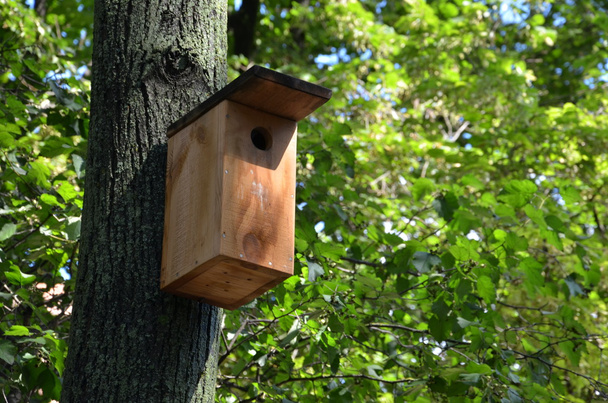 Caixa de pássaro no carvalho na floresta
 - Foto, Imagem