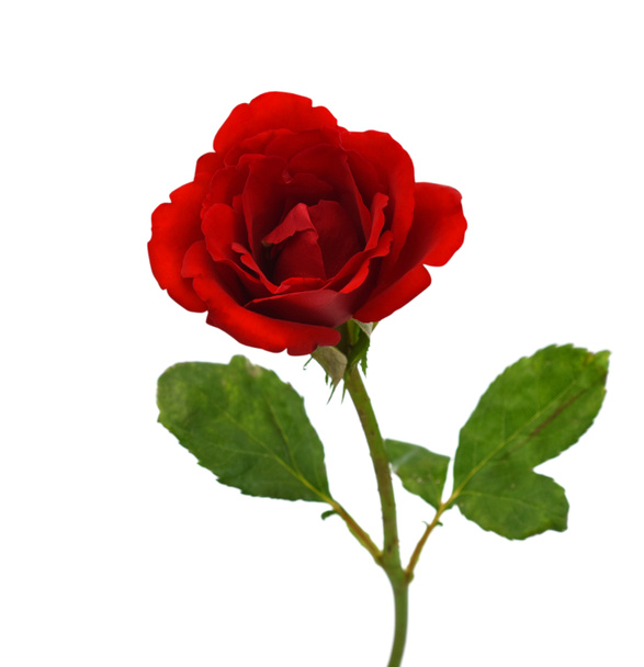bella rosa rossa fiore isolato su sfondo bianco - Foto, immagini