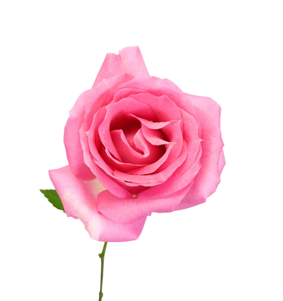 pink rose flower isolated on white background - Photo, Image