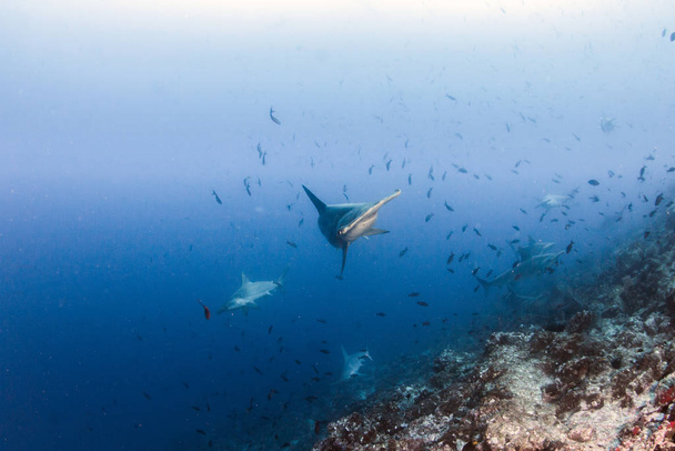 Kalapácsfejű cápa a Costa Ricai Cocos-szigeten - Fotó, kép