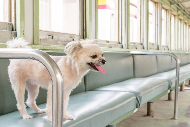 Cane così carino all'interno di un treno ferroviario attendere i viaggi
 - Foto, immagini