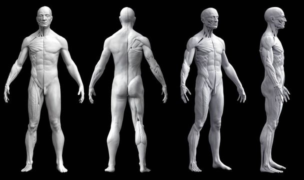 Menselijke lichaam anatomie van een man in vier weergaven geïsoleerd in zwarte achtergrond - Foto, afbeelding