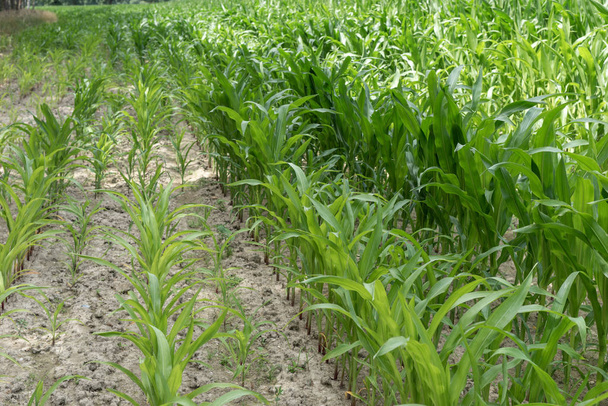 Linhas de milho verde (milho) crescendo no solo seco
 - Foto, Imagem