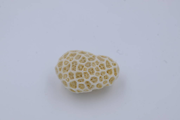 pieza de coral blanco claro aislado decorativo seco
 - Foto, imagen