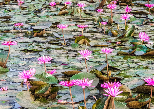 Waterlelievelden in Kerala, India. Prachtige waterplantenvelden. - Foto, afbeelding