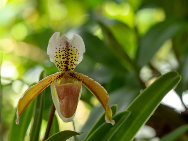 Local orchid. Blooming Lady Slipper orchid flower or Paphiopedilum or venus shoe in nature. - 写真・画像