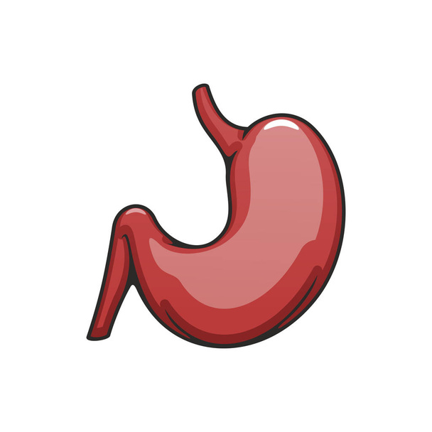 Human stomach, internal body organ icon - Vector, Image