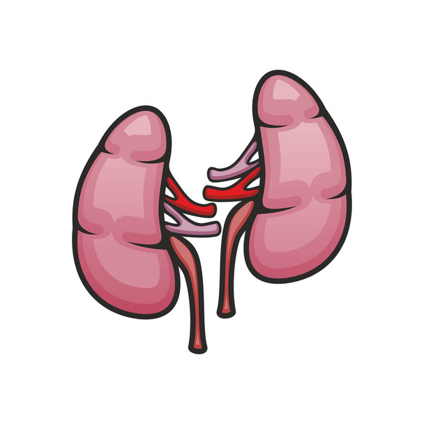 Kidneys organ vector isolated icon - Vector, Image