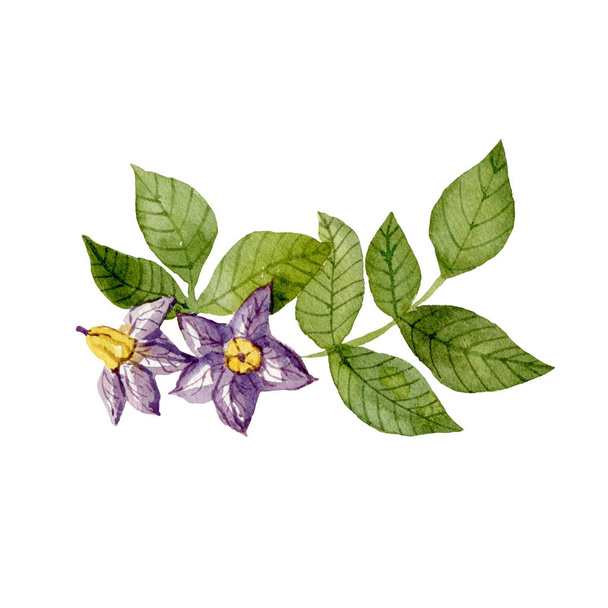 Purple potato flowers and leaves isolated on white background. Watercolor handdrawn illustration. Hand made clipart. - Foto, imagen