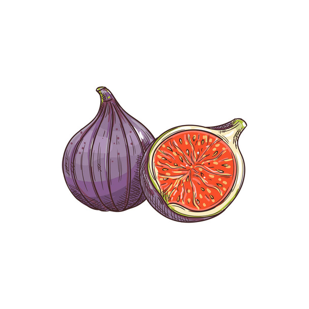 Figs whole and cut isolated sketch, exotic food - Vector, Imagen