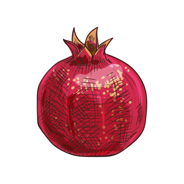 Red pomegranate isolated sketch, forbidden fruit - Vector, Image
