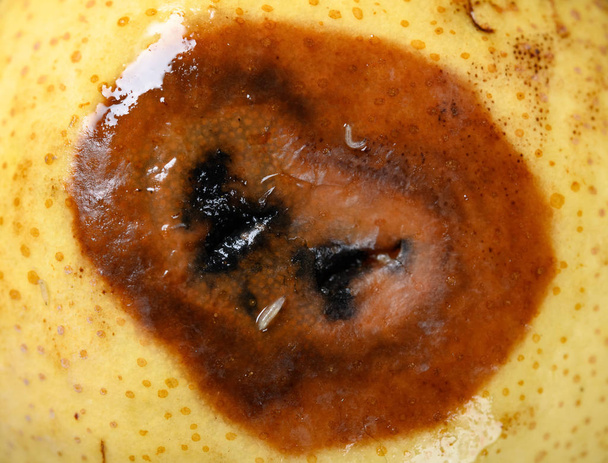 schrecklich überreifer Apfel mit Würmern aus nächster Nähe - Foto, Bild