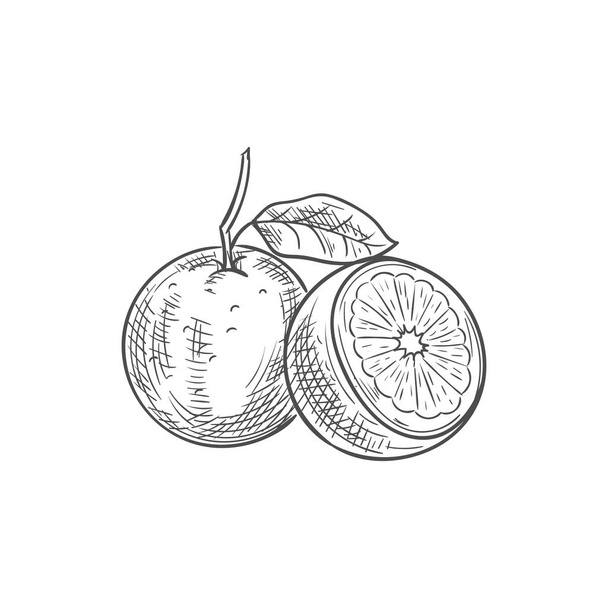 Помаранчевий екзотичний тропічний фруктовий іконка ескіз
 - Вектор, зображення
