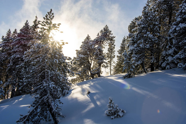 raios de sol dourados brilhando através da floresta de inverno coberta de neve
 - Foto, Imagem