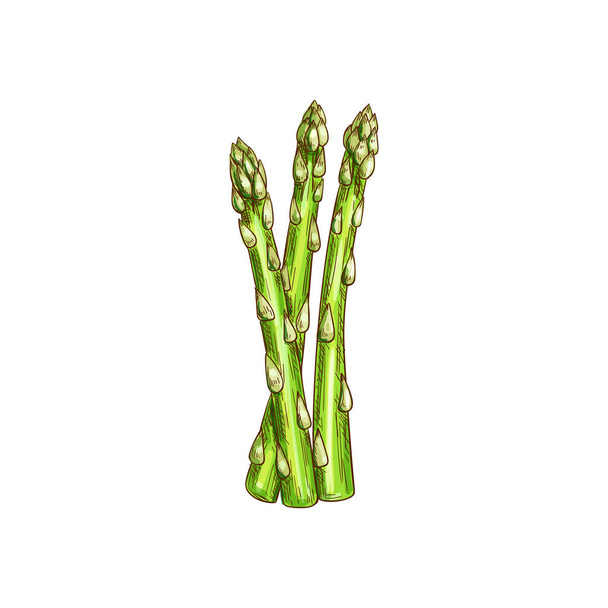 Asparagus officinalis stalk isolated kitchen herb - Vektor, Bild