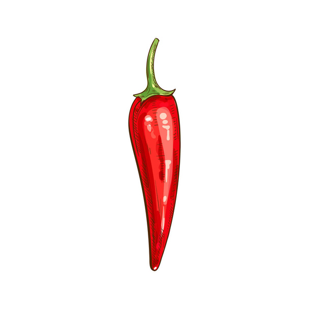 Vörös forró chili paprika vektor izolált vega vázlat - Vektor, kép