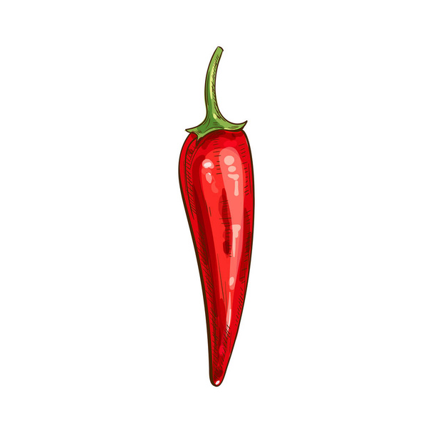 Rojo picante pimienta vector aislado vegetal boceto
 - Vector, imagen