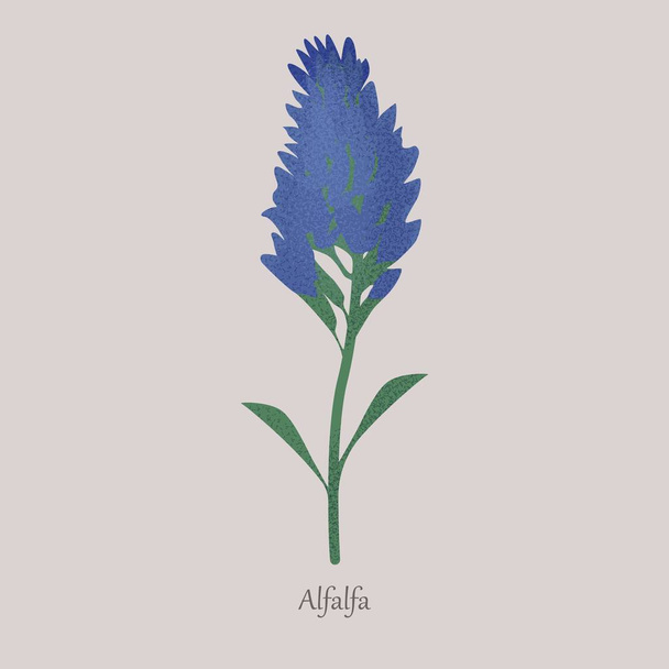 Luzerne, medicago sativa krautige Pflanze mit blauer Blüte. - Vektor, Bild