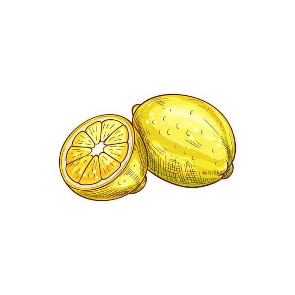 レモン柑橘系の果物と緑の葉の孤立スケッチ - ベクター画像
