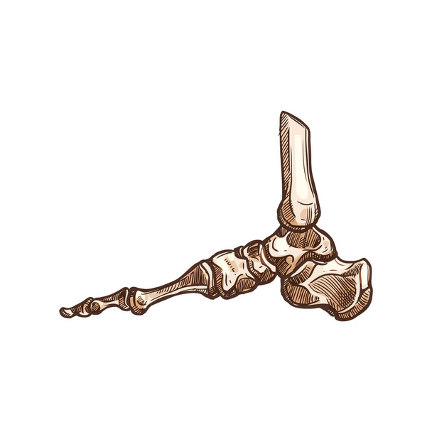 Posterior malleolus ankle bones joint sketch - Vektor, obrázek