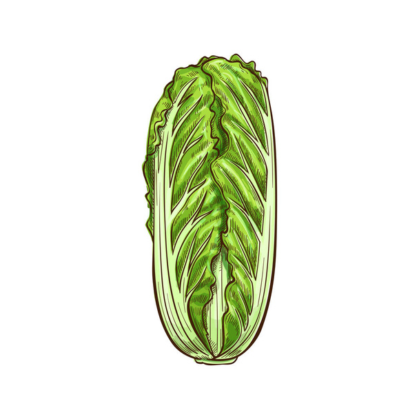Kiinalainen tai peking kaali eristetty Romaine salaatti
 - Vektori, kuva