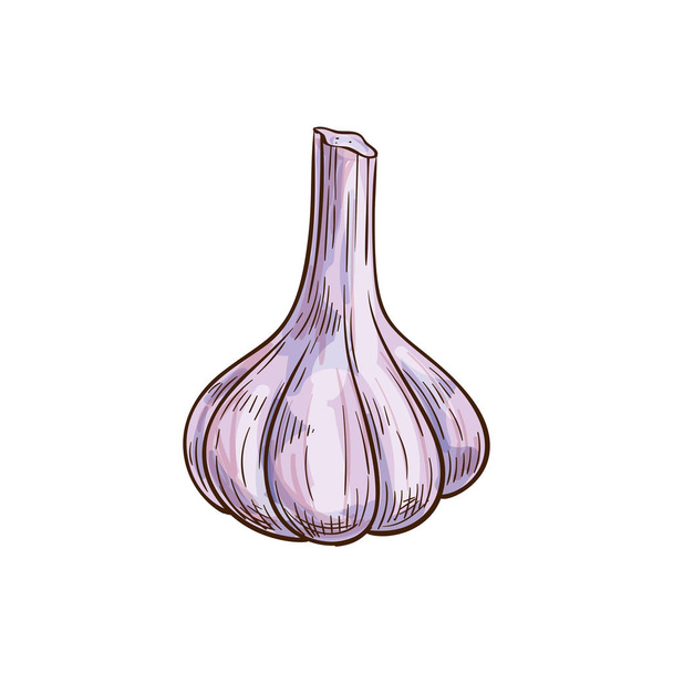 Bulbo de ajo aislado vegetal entero
 - Vector, Imagen