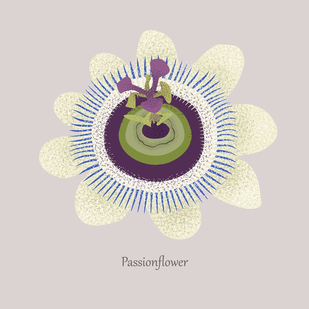 Passionflower es una liana herbácea con una hermosa flor
. - Vector, imagen
