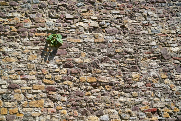 Überlebenskampf einer Kürbispflanze an der historischen Stadtmauer in Magdeburg - Foto, Bild