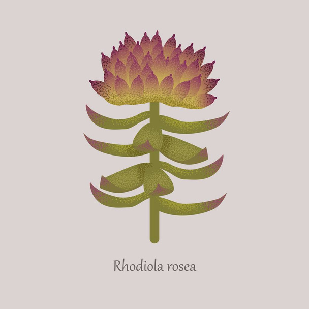Rhodiola Rosea nebo zlatý kořen léčivé byliny rostlina. - Vektor, obrázek