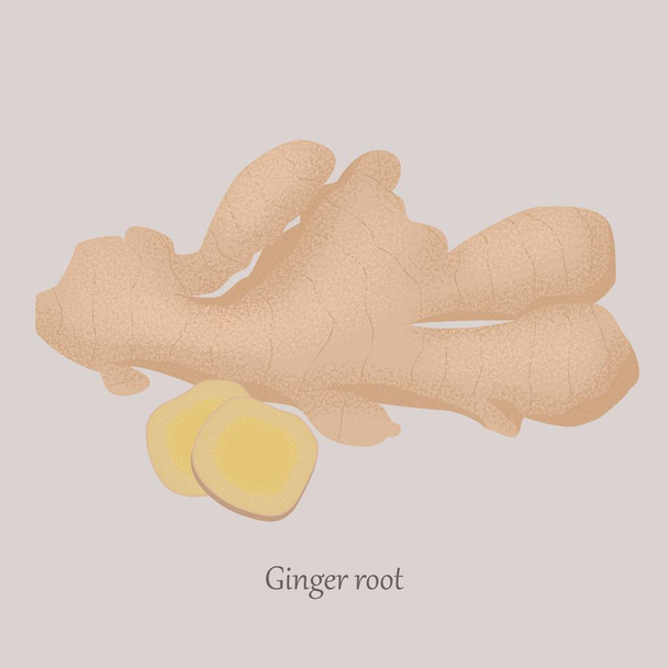 Ginger root whole and sliced in slices on a gray background. - Vector, Image