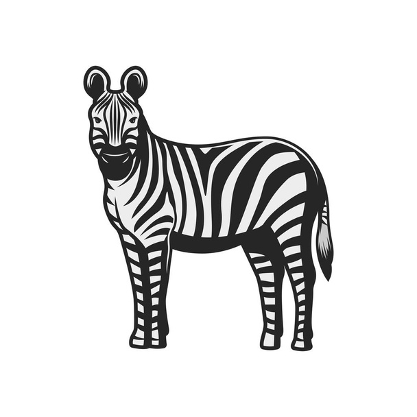Zebra, wild zoo and African safari hunt animal - Vektori, kuva