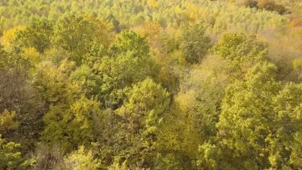shora dolů letecký pohled na zelený letní les s mnoha čerstvými stromy. - Záběry, video