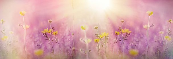 Żółte kwiaty na łące oświetlone promieniami słońca (światło słoneczne), jaskra kwitnąca wiosną - Zdjęcie, obraz