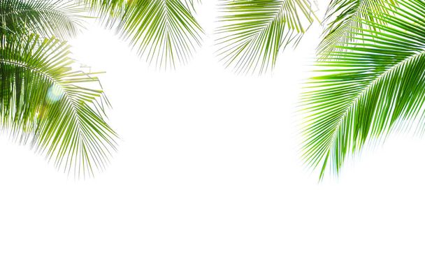 Лист кокосової пальми ізольований на білому тлі
 - Фото, зображення