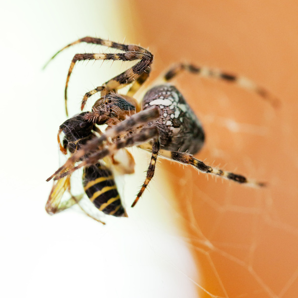 Araneus-Spinne saugt Wespe - Foto, Bild
